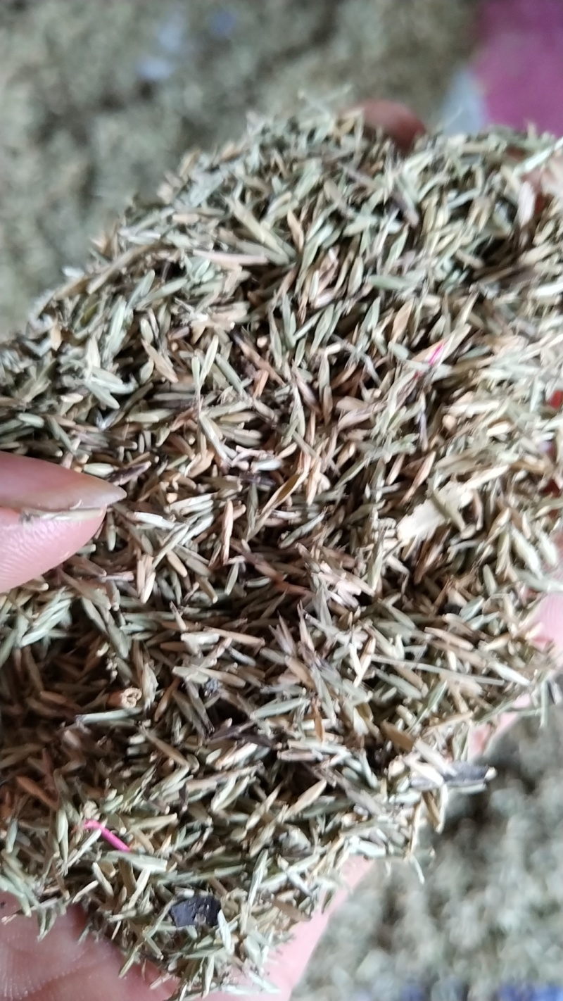 淡竹叶种子