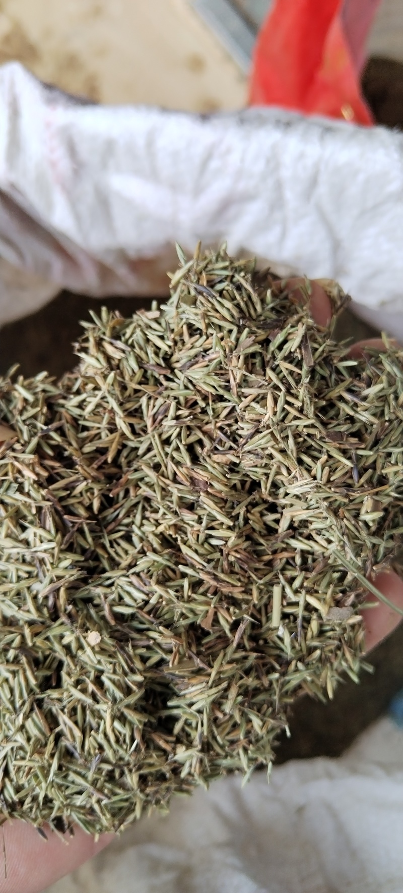 淡竹叶种子