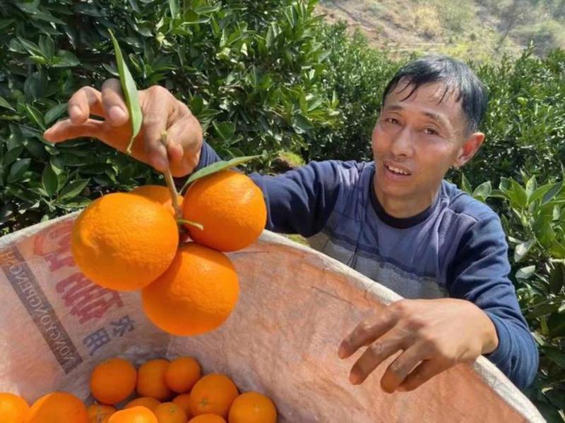 【推荐】湖北秭归中华红血橙，优质供货商，果园直供，量大。