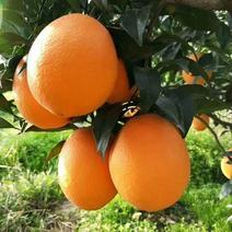 【精选】秭归长虹脐橙，优质供货商，量大，果园直供。