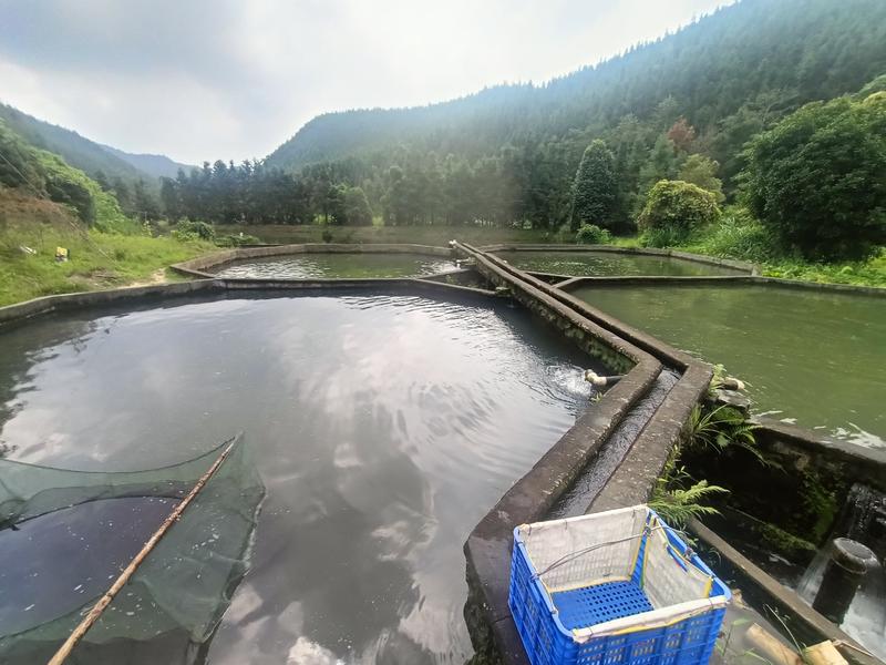 山坑水鲈鱼