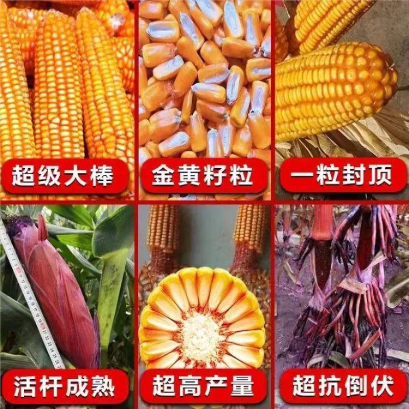 青贮饲料玉米，国审高产大棒青贮玉米饲料玉米种子，抗病抗倒