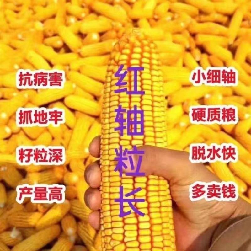 青贮饲料玉米，国审高产大棒青贮玉米饲料玉米种子，抗病抗倒