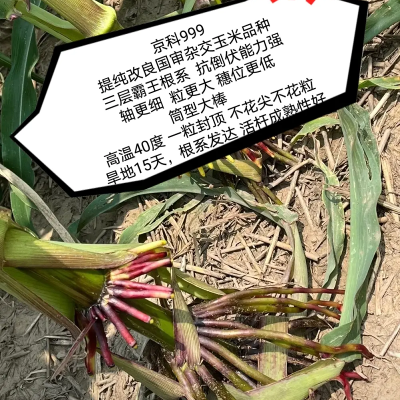 青贮饲料玉米，国审高产大棒青贮玉米饲料玉米种子，抗病抗倒