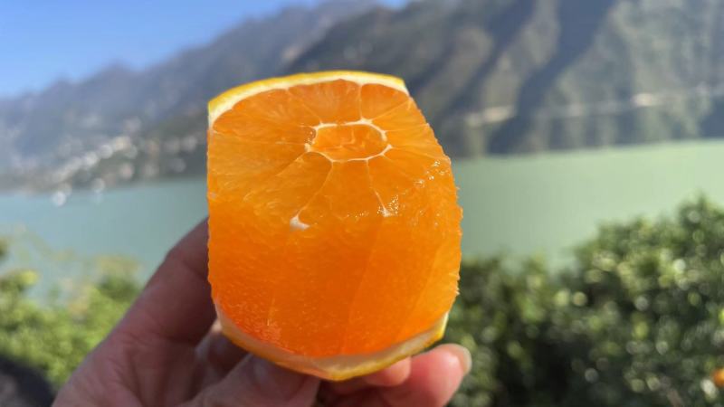 秭归九月红果冻橙口感细腻纯甜水嫩产地供应按需采摘包装