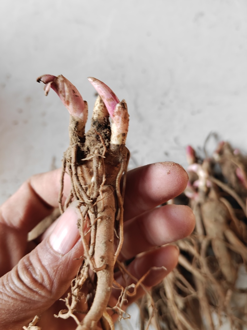 赤芍苗芍药苗基地直销成活率高产量高一手货源