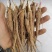 赤芍苗芍药苗基地直销成活率高产量高一手货源