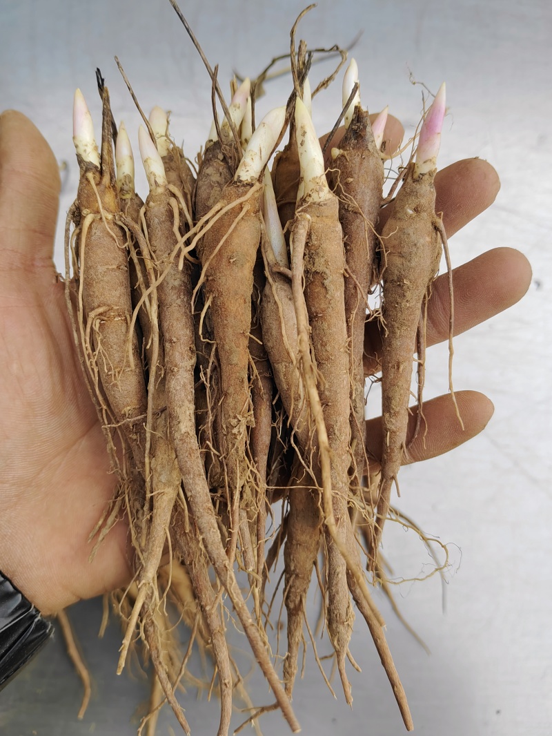 赤芍苗芍药苗基地直销成活率高产量高一手货源