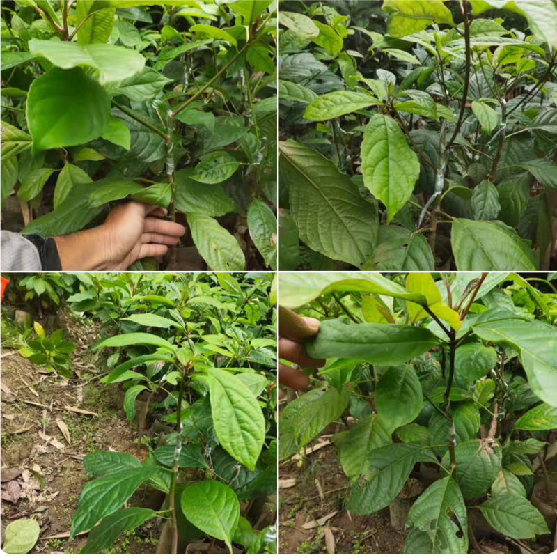 木奶果苗也叫三丫果营养杯苗带土带叶发货