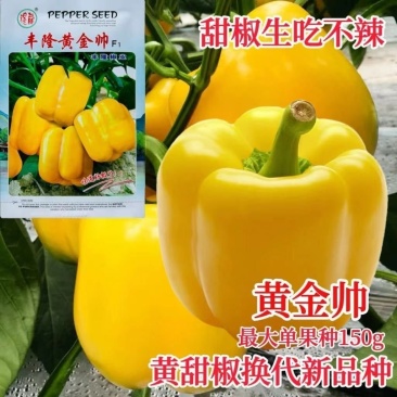 丰隆黄金帅甜椒种子黄色青椒种籽黄皮甜椒籽黄椒