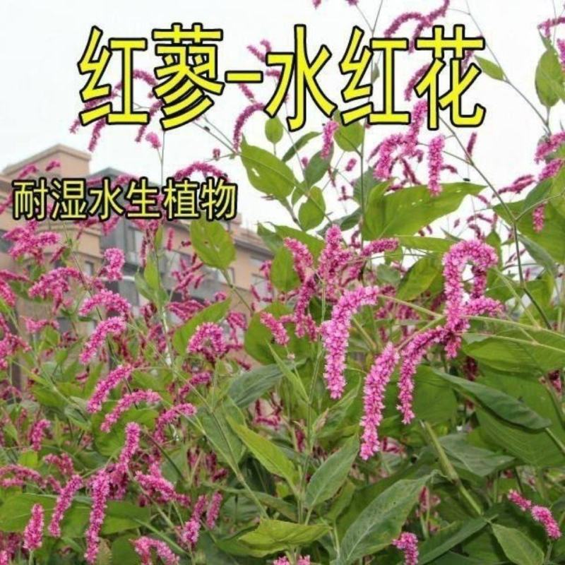 水红花种子蓼实子药材种子四季播种当季新籽水荭草子红蓼种子