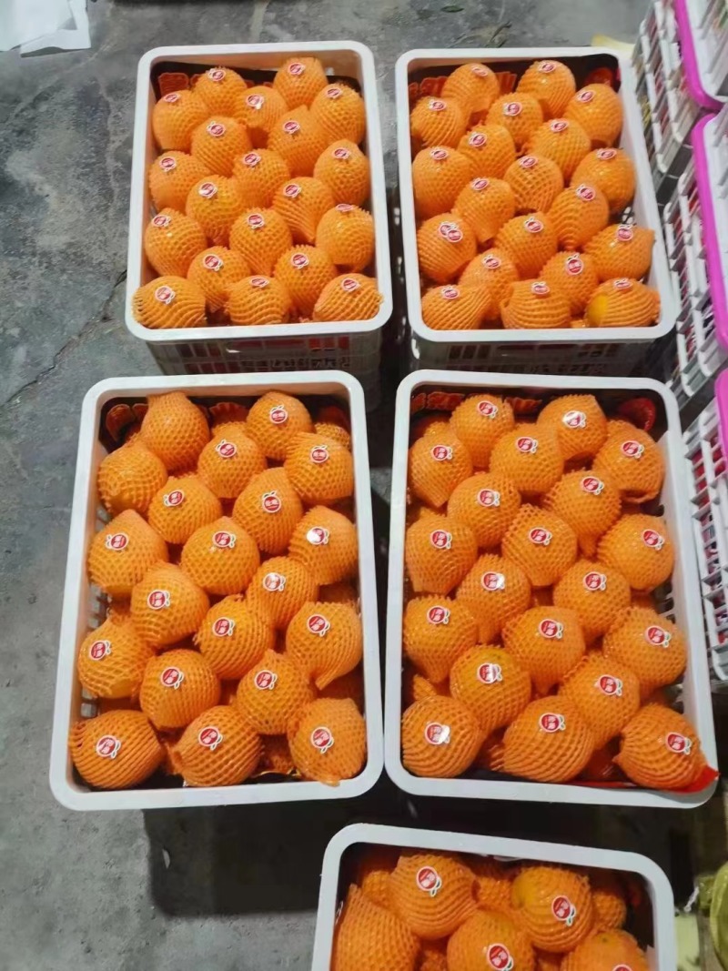 秭归脐橙长虹圆虹血橙九月红果冻橙果园自产自销价格实惠