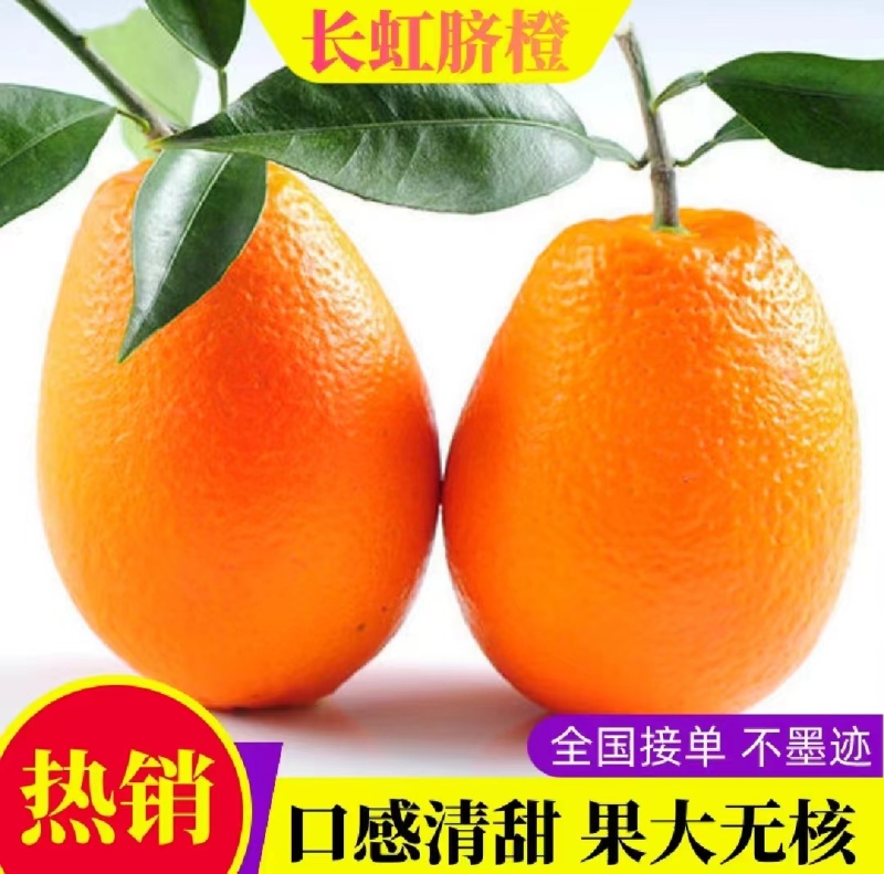 秭归脐橙长虹圆虹血橙九月红果冻橙果园自产自销价格实惠