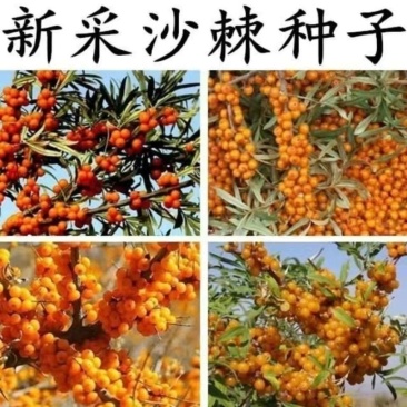 大果沙棘种子小果沙棘种庭院阳台室外植物绿化苗木护坡灌木草