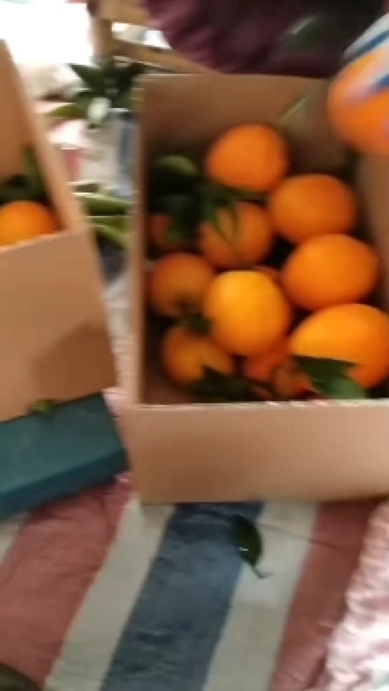 赣南脐橙批发
