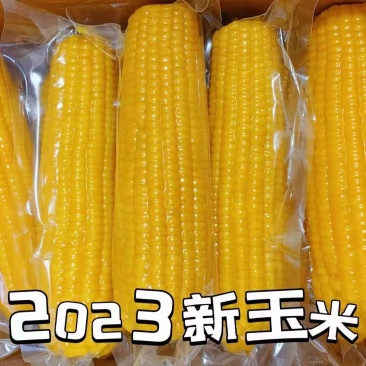 吉林糯玉米1件也是批发价