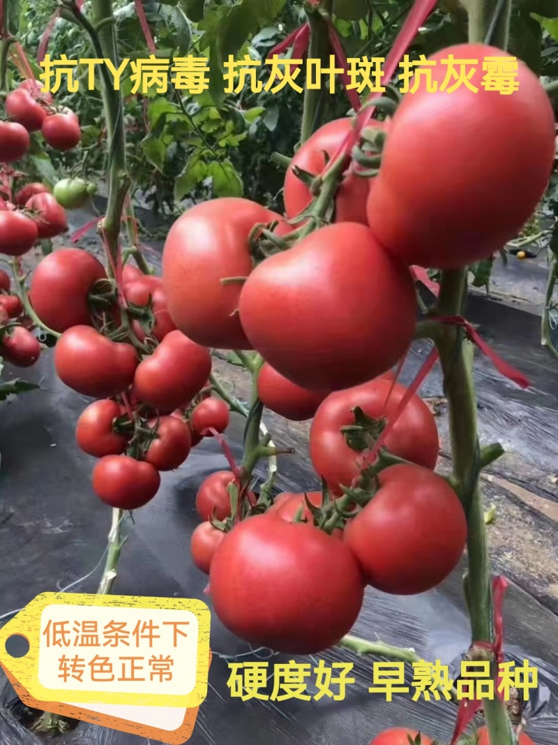 越夏秋延夏研春研早熟品种颜色亮大果产量高抗病毒