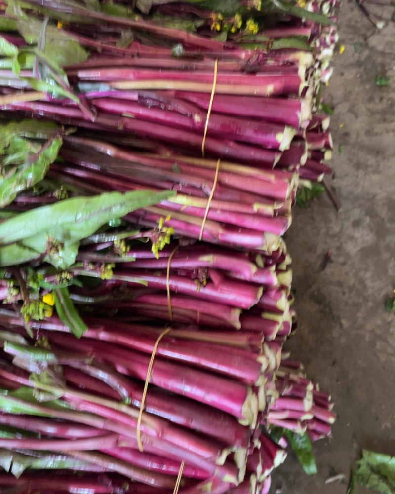 红菜苔产地直销一手货源诚信经营万亩基地