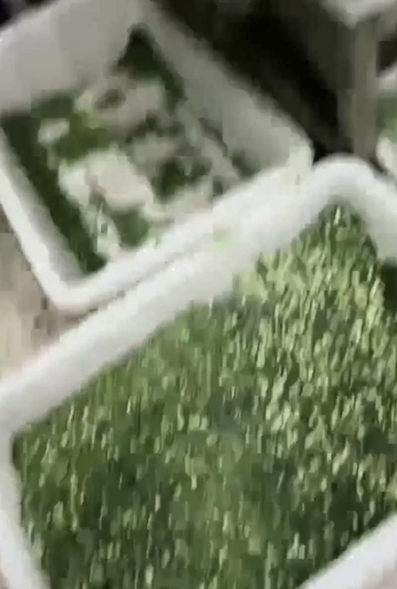 荠菜加工厂家直发碎菜块菜盒菜品质保证