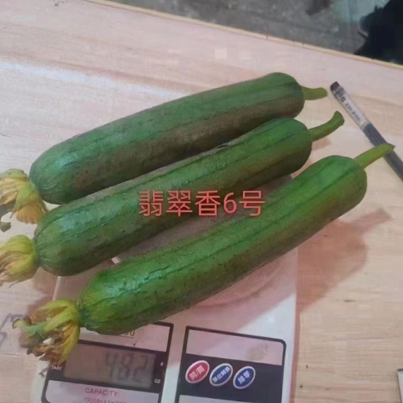 绿亨翡翠香6号丝瓜种子春秋播中早熟油亮顺直香丝瓜种子翠