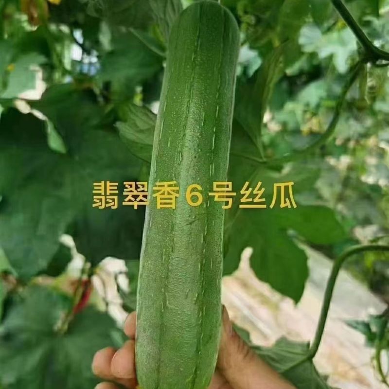 绿亨翡翠香6号丝瓜种子春秋播中早熟油亮顺直香丝瓜种子翠