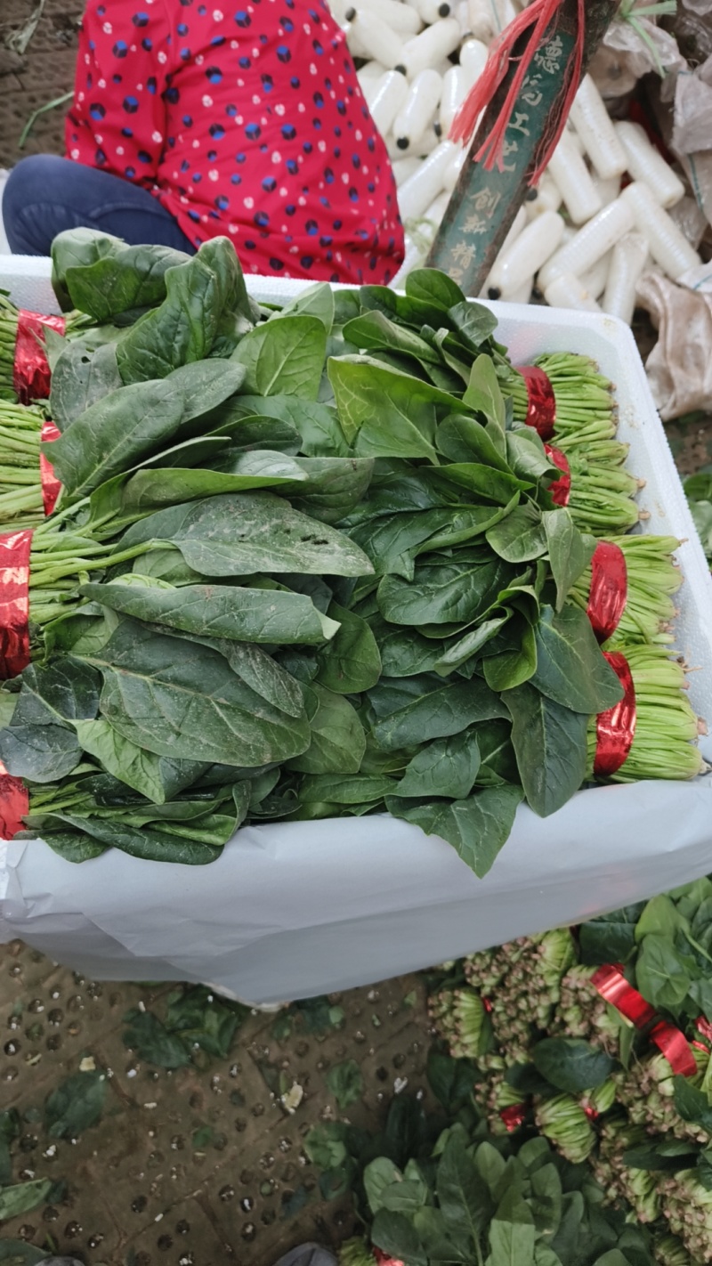 (热卖产品)山东聊城大叶菠菜，货发全国，上货量大