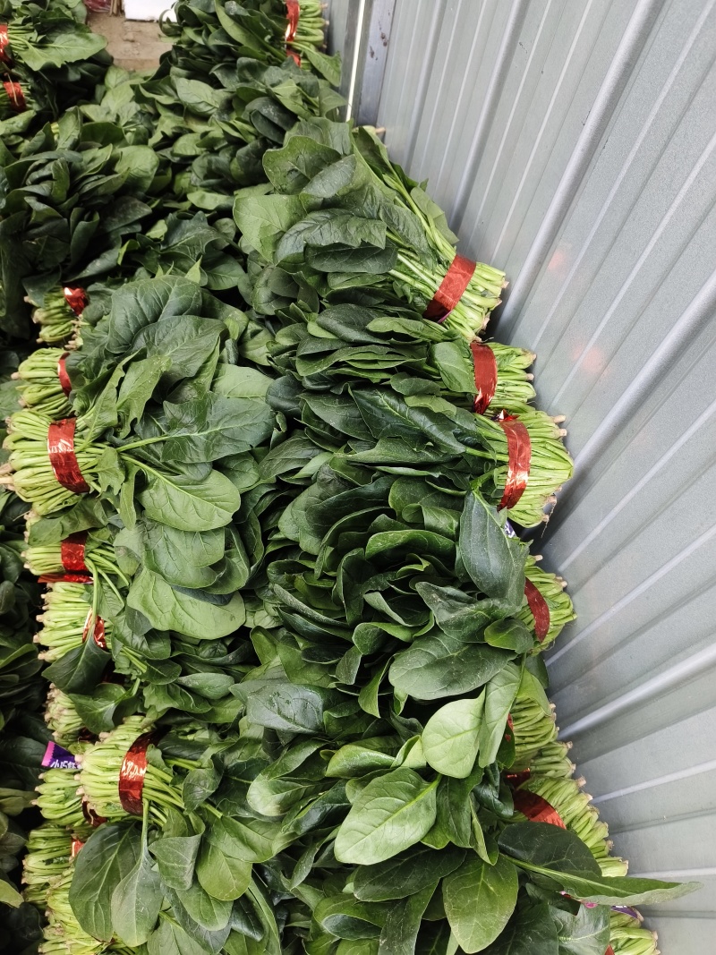 (热卖产品)山东聊城大叶菠菜，货发全国，上货量大