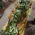 (热卖产品)山东聊城大叶菠菜，货发全国，上货量大