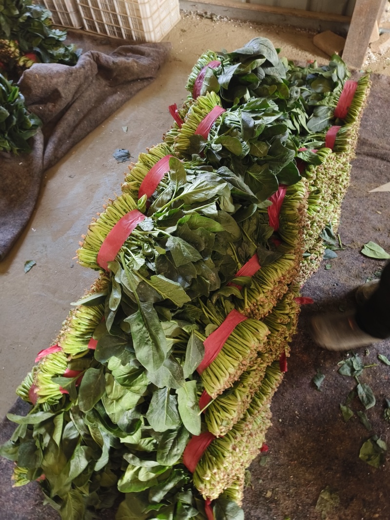 (热卖产品)山东聊城大叶菠菜，货发全国，上货量大