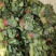 (热卖产品)山东聊城大叶菠菜，货发全国，上货量大