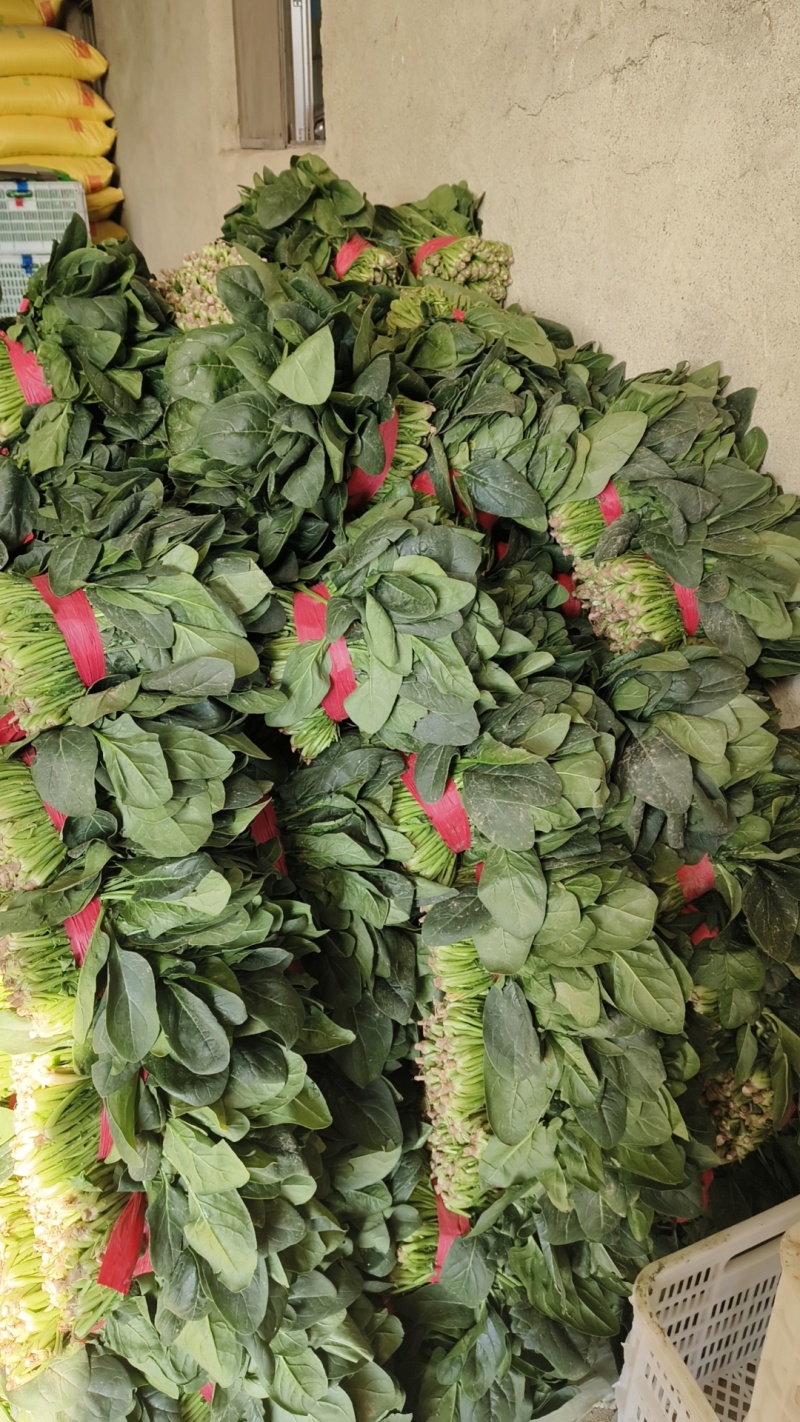(热卖产品)山东聊城大叶菠菜，货发全国，上货量大