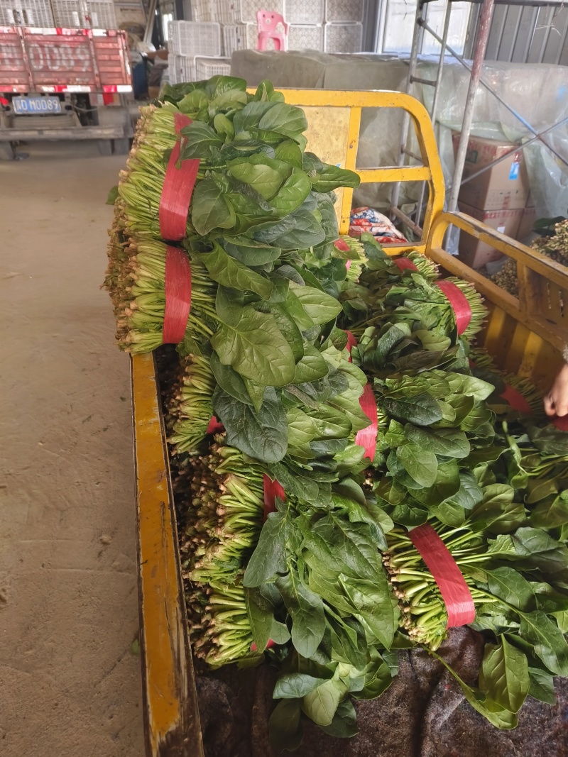 (热卖产品)山东聊城大叶菠菜，货发全国，上货量大