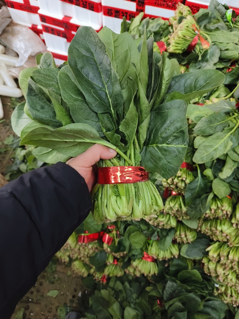 (热卖产品)山东聊城大叶菠菜，货发全国，上货量大