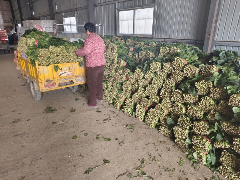 优质聊城大叶全国畅销菠菜，全国发货，货发全国