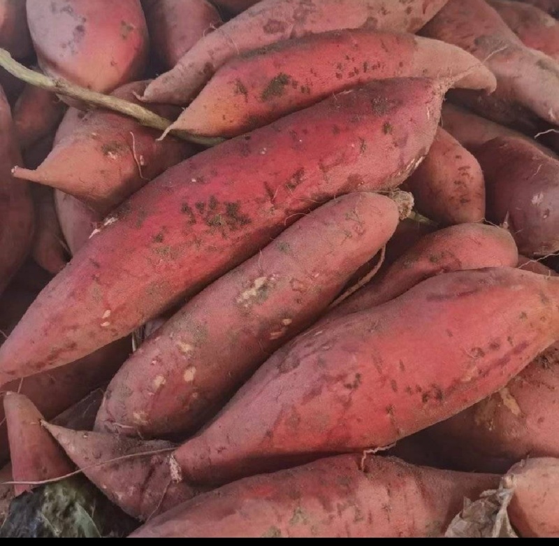 西瓜红蜜薯大量供应沙地蜜薯各种规格，各种价位承接