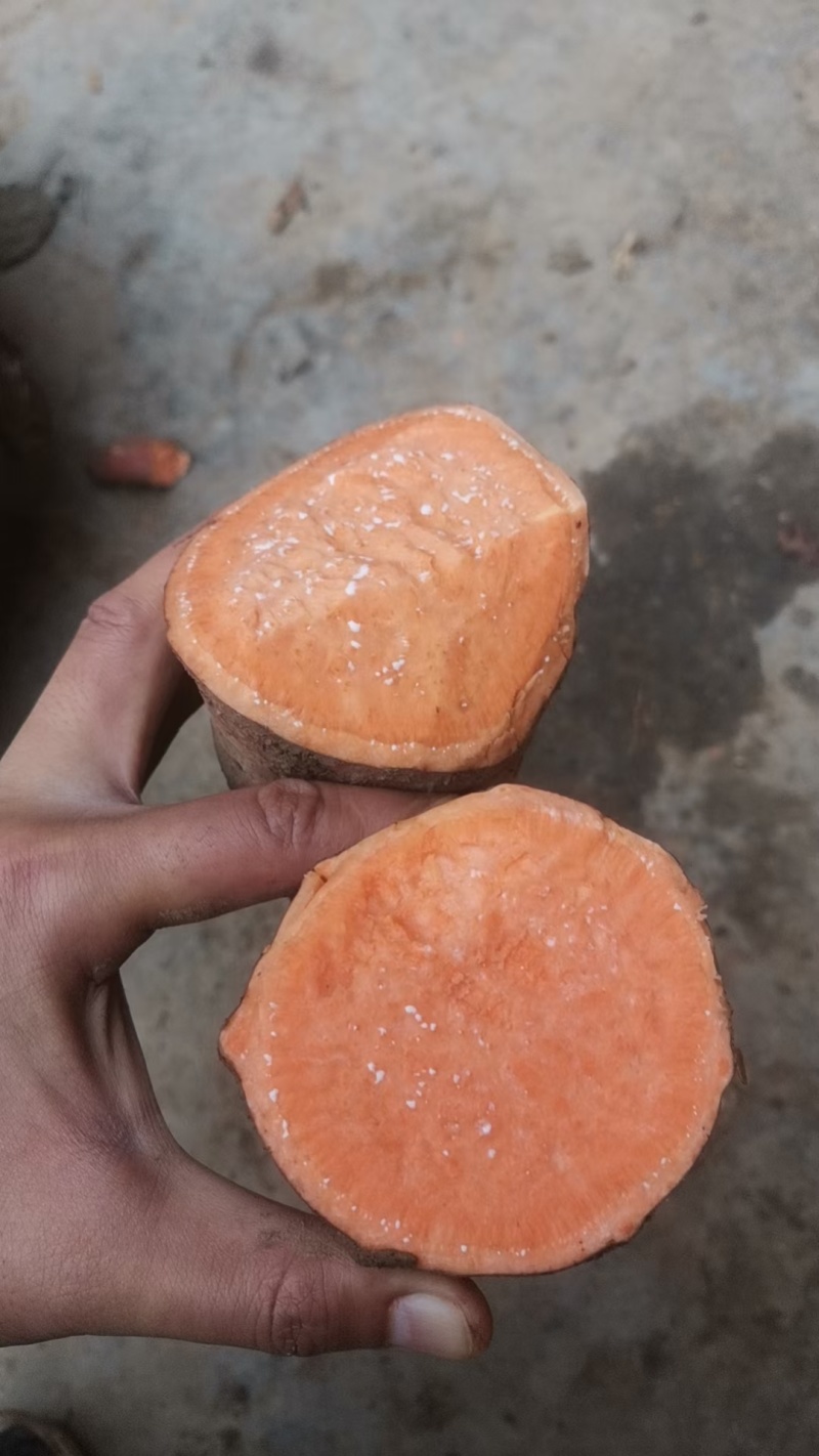 西瓜红蜜薯大量供应沙地蜜薯各种规格，各种价位承接