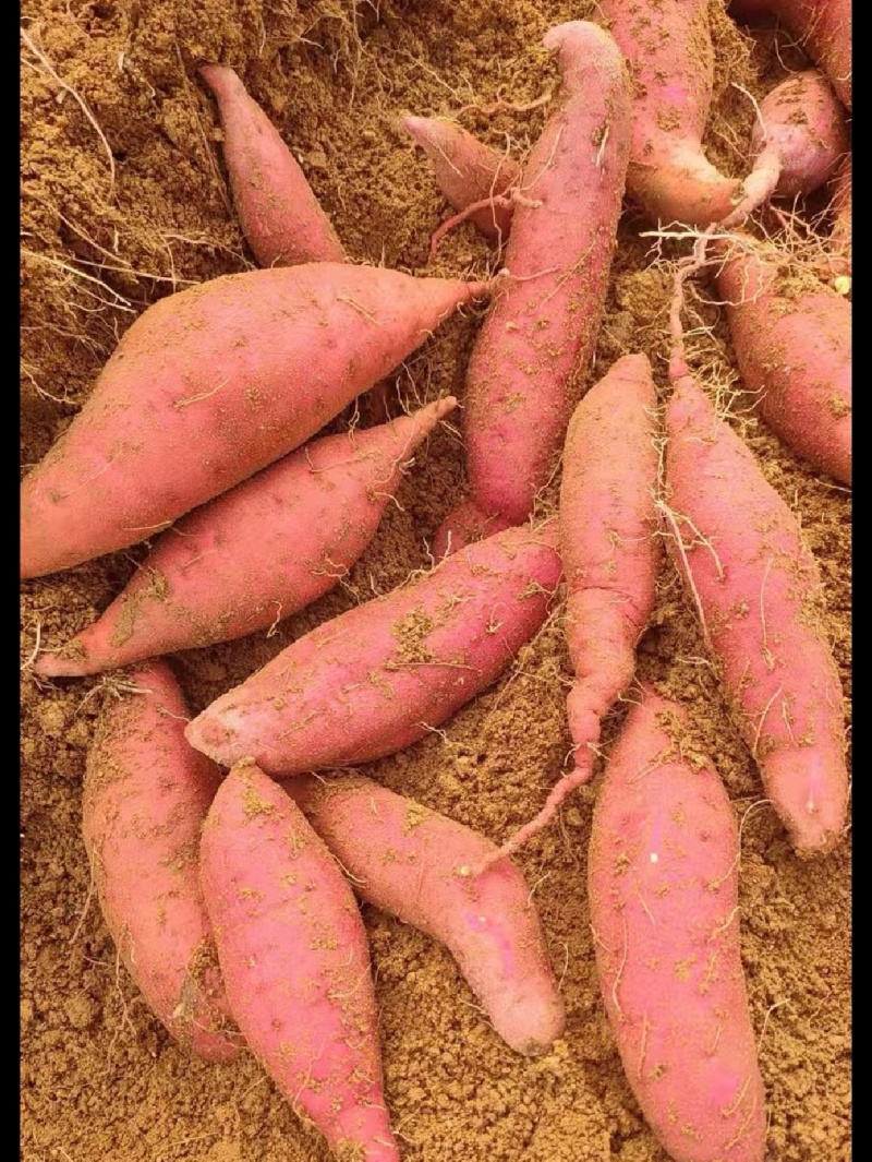 西瓜红蜜薯大量供应沙地蜜薯各种规格，各种价位承接
