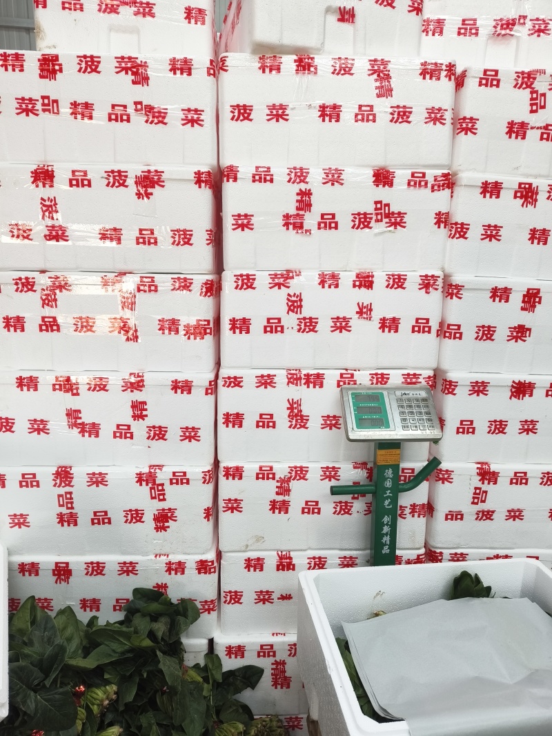 优质聊城大叶全国畅销菠菜，全国发货，货发全国