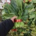 山东大叶菠菜，大量上市，全国发货，坏烂包赔