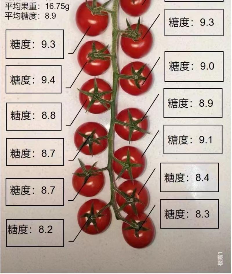 串番茄，串收小番茄，樱桃番茄，全年有货，货源稳定