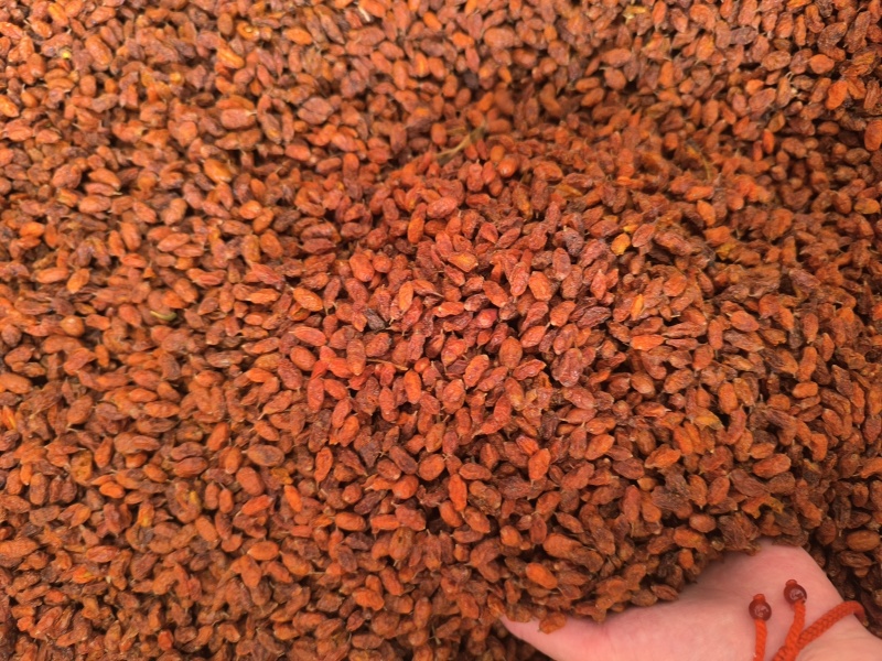 沙棘沙棘果干无硫磺现货批发规划齐全闪电发货