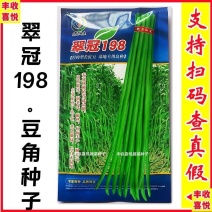 基地专用康地翠冠198厚肉长豇豆种子早中熟耐热抗病春夏秋