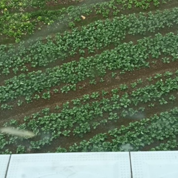 菜