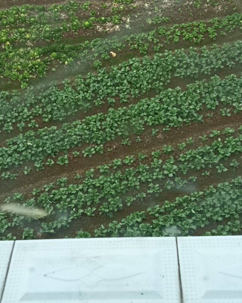 菜