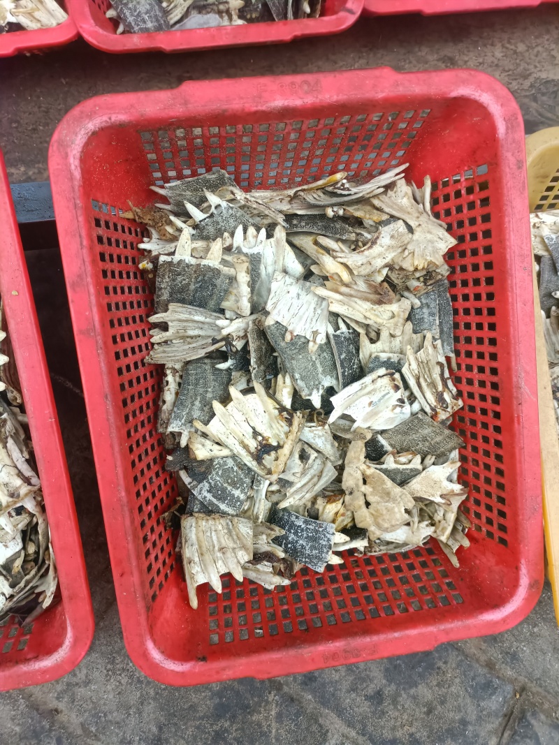 甲鱼壳