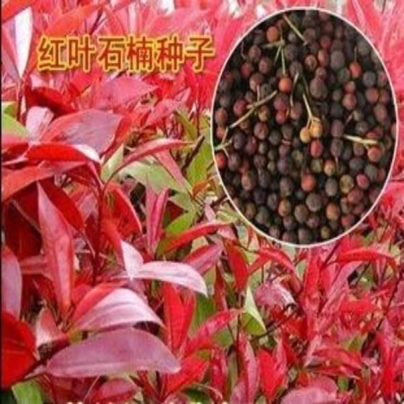 红叶石楠种子红罗宾火焰红石楠球工程绿化林木种子高杆石楠树