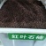 红叶石楠种子红罗宾火焰红石楠球工程绿化林木种子高杆石楠树