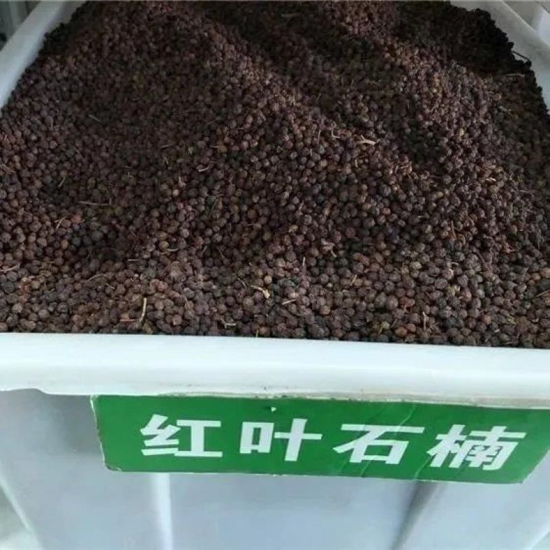 红叶石楠种子红罗宾火焰红石楠球工程绿化林木种子高杆石楠树