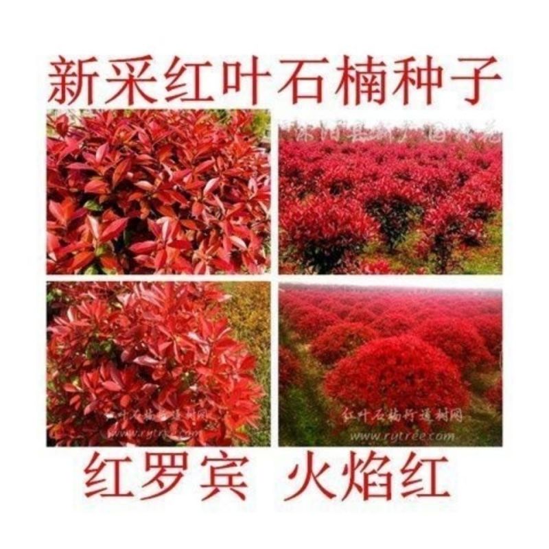 红叶石楠种子红罗宾火焰红石楠球工程绿化林木种子高杆石楠树