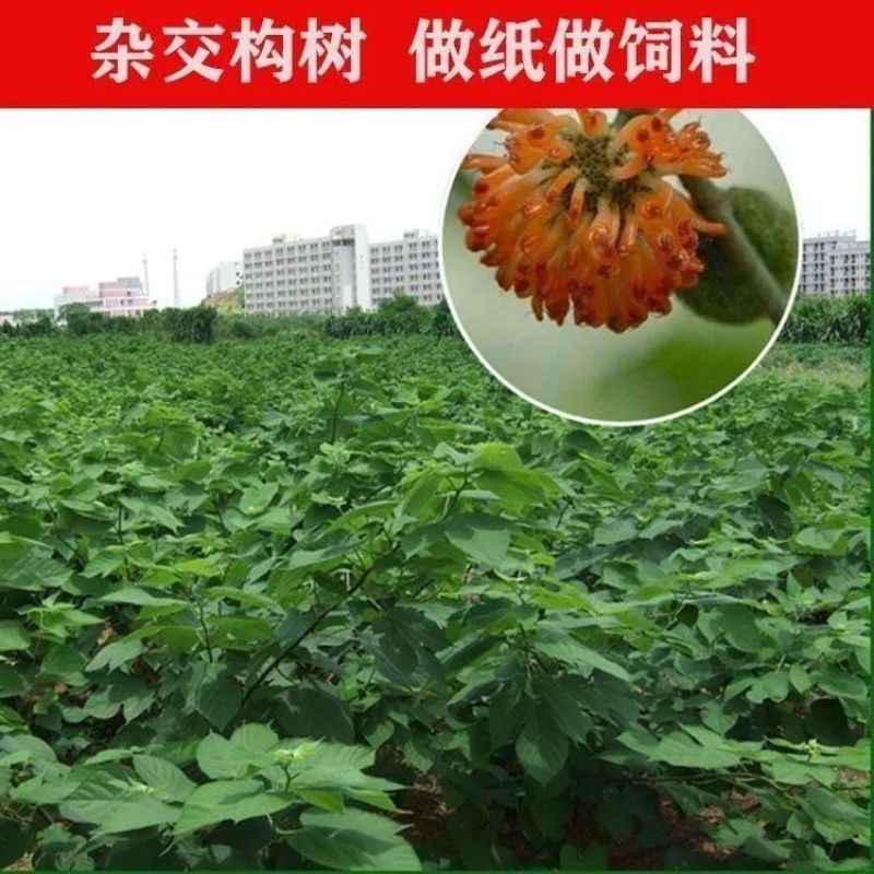 新采构树种子杂交构树种子构树苗造纸树种畜禽饲喂猪料树种子